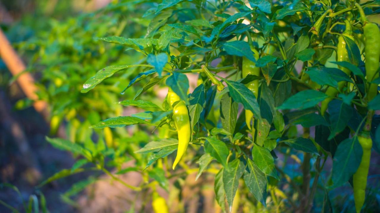 엘니도 Balili Farm At Nacpan B&B 외부 사진