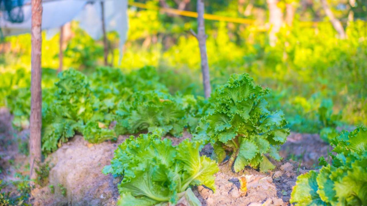 엘니도 Balili Farm At Nacpan B&B 외부 사진