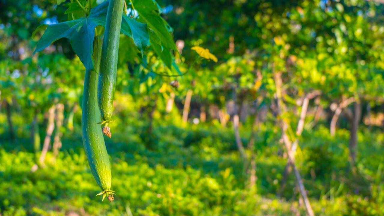 엘니도 Balili Farm At Nacpan B&B 외부 사진