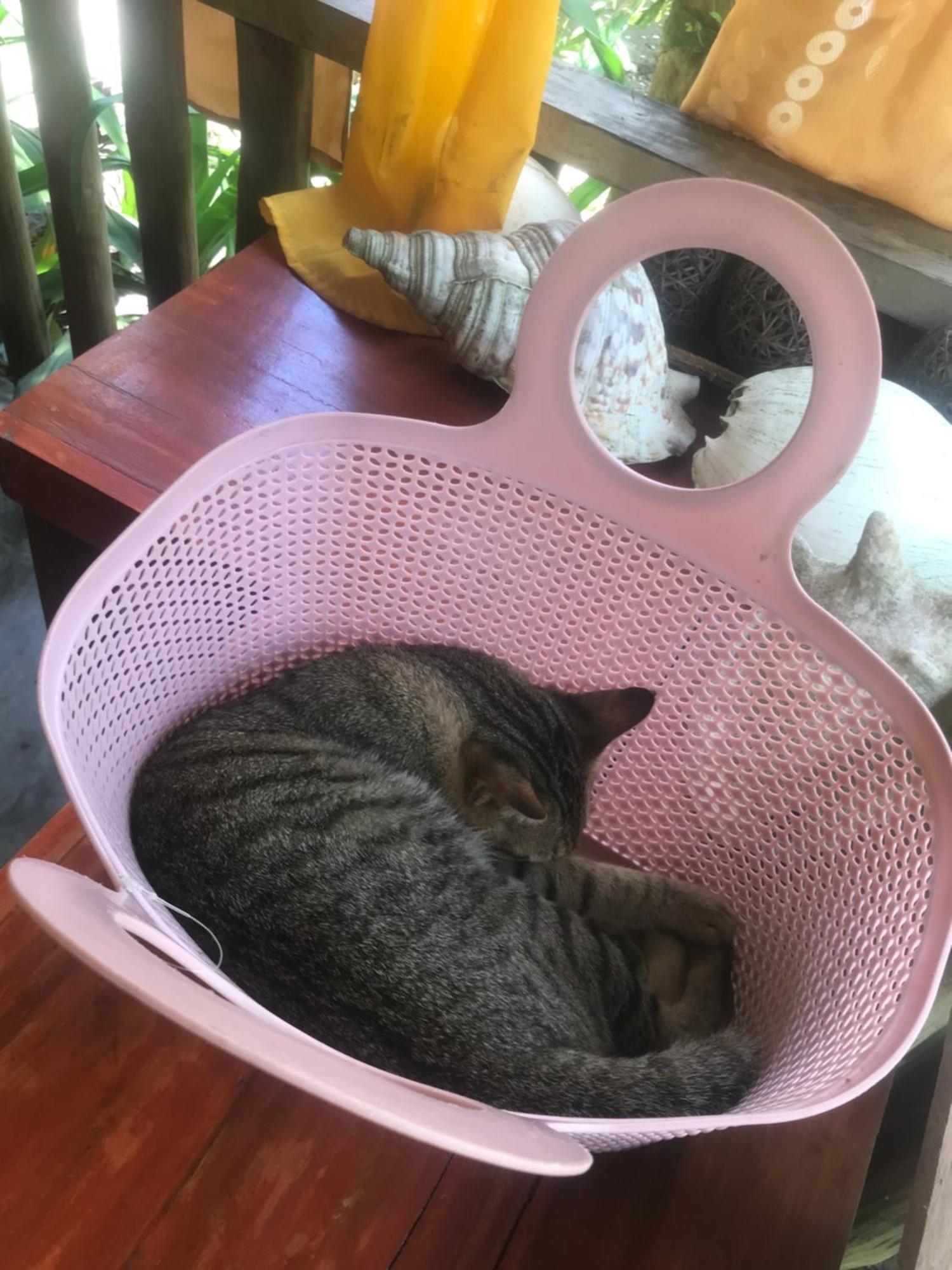 엘니도 Balili Farm At Nacpan B&B 외부 사진